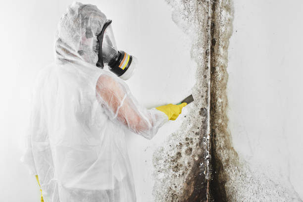 Best Mold Remediation Services  in Alpine, NJ