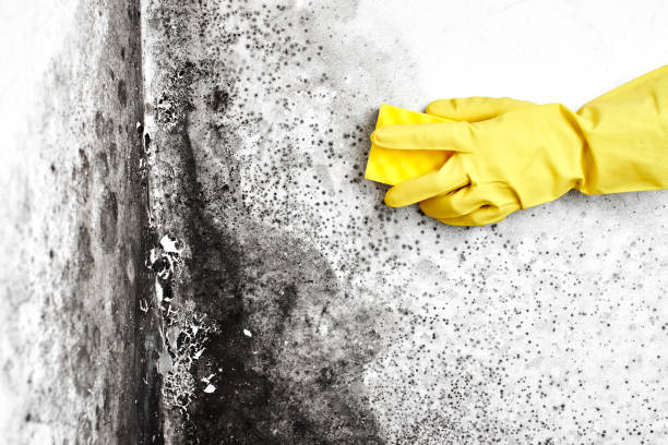 Best Best Mold Removal Companies  in Alpine, NJ