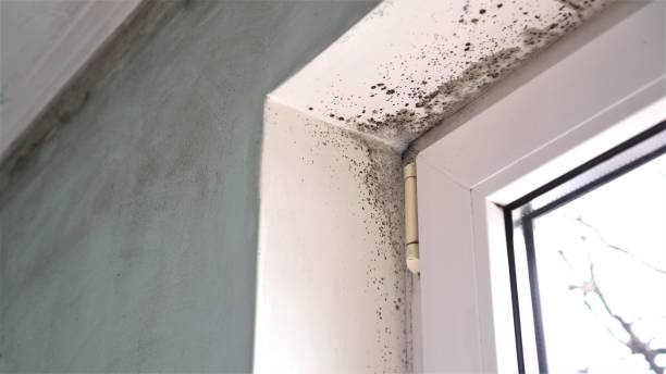 Best Home Mold Removal  in Alpine, NJ