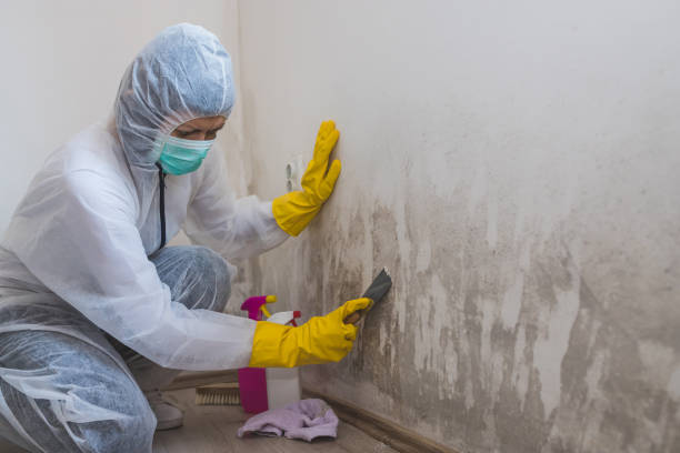 Best Same-Day Mold Removal  in Alpine, NJ