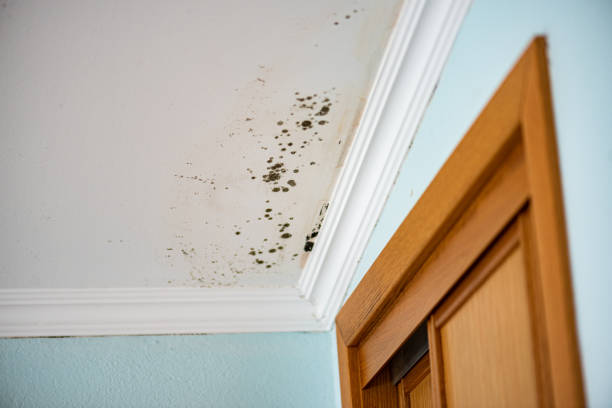 Best Residential Mold Removal  in Alpine, NJ