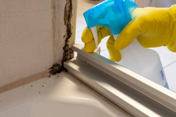 Best Emergency Mold Removal  in Alpine, NJ