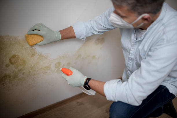 Best Affordable Mold Removal  in Alpine, NJ