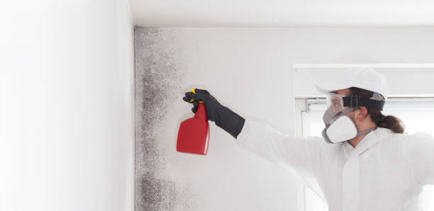 Alpine, NJ Mold Removal Company