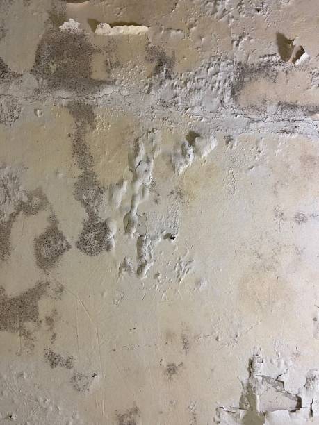 Best Mold Removal Company Near Me  in Alpine, NJ