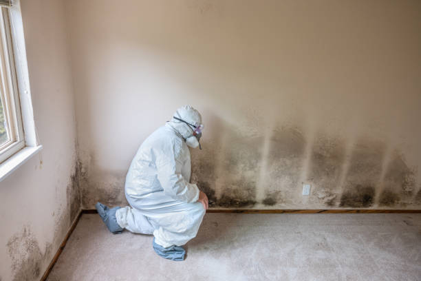 Mold Removal and Inspection in Alpine, NJ