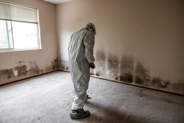 Best Fast Mold Removal  in Alpine, NJ