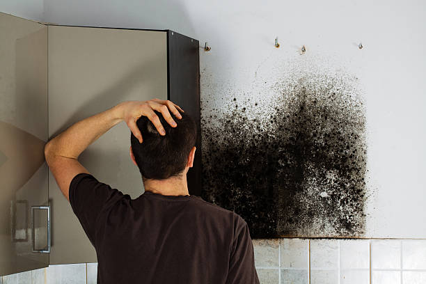 Best Mold Removal and Inspection  in Alpine, NJ